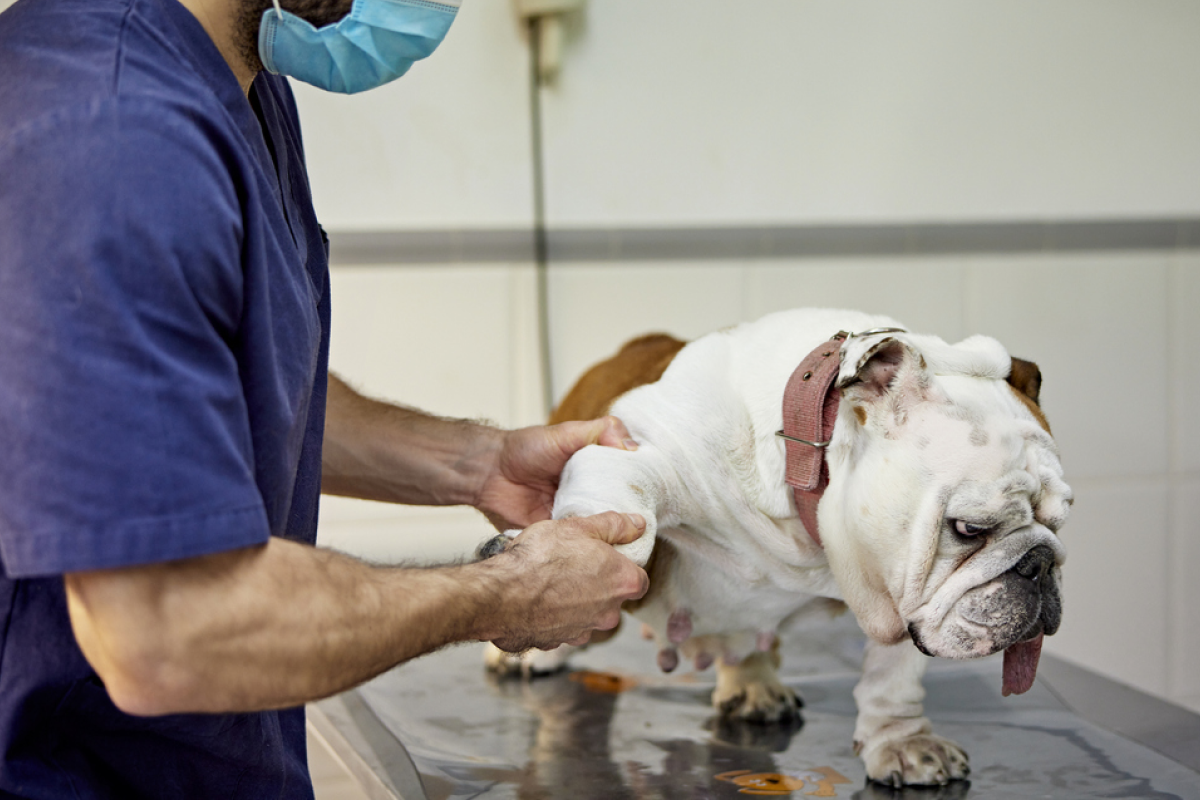 Side view of doctor in scrubs and protective face mask checking leg mobility of dog standing on examination table in animal hospital.