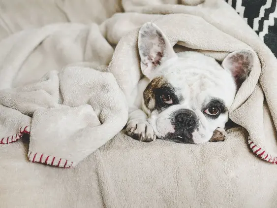 A french bull dog wrapped in a furry beige blanket
