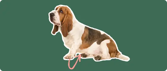 A Basset Hound dog cut out with a white outline on a green background with a pink arrow pointing to its stomach