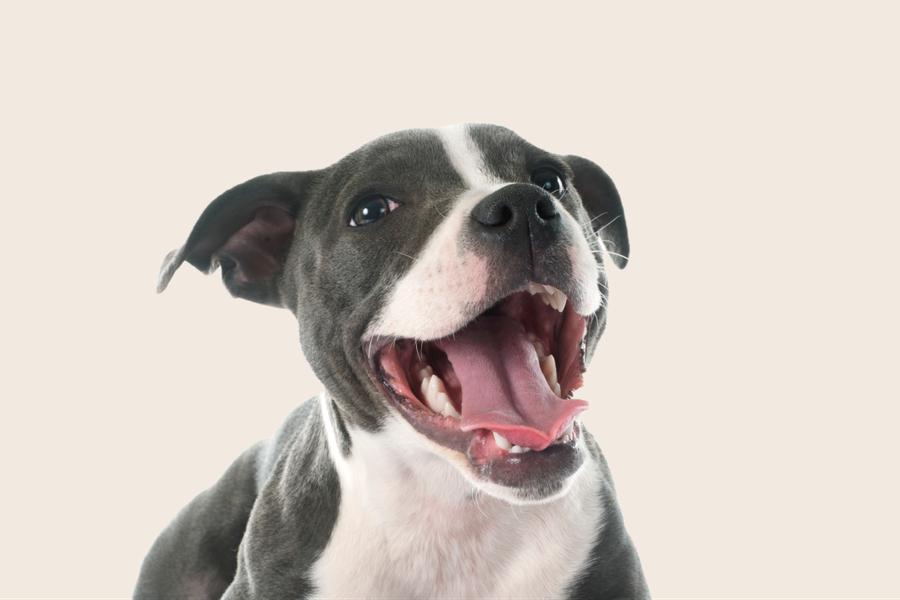 Image of a black-and-white Staffie (Staffordshire Bull Terrier) puppy