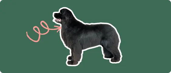 Image of a black Newfoundland dog with a pink arrow drawn to its neck