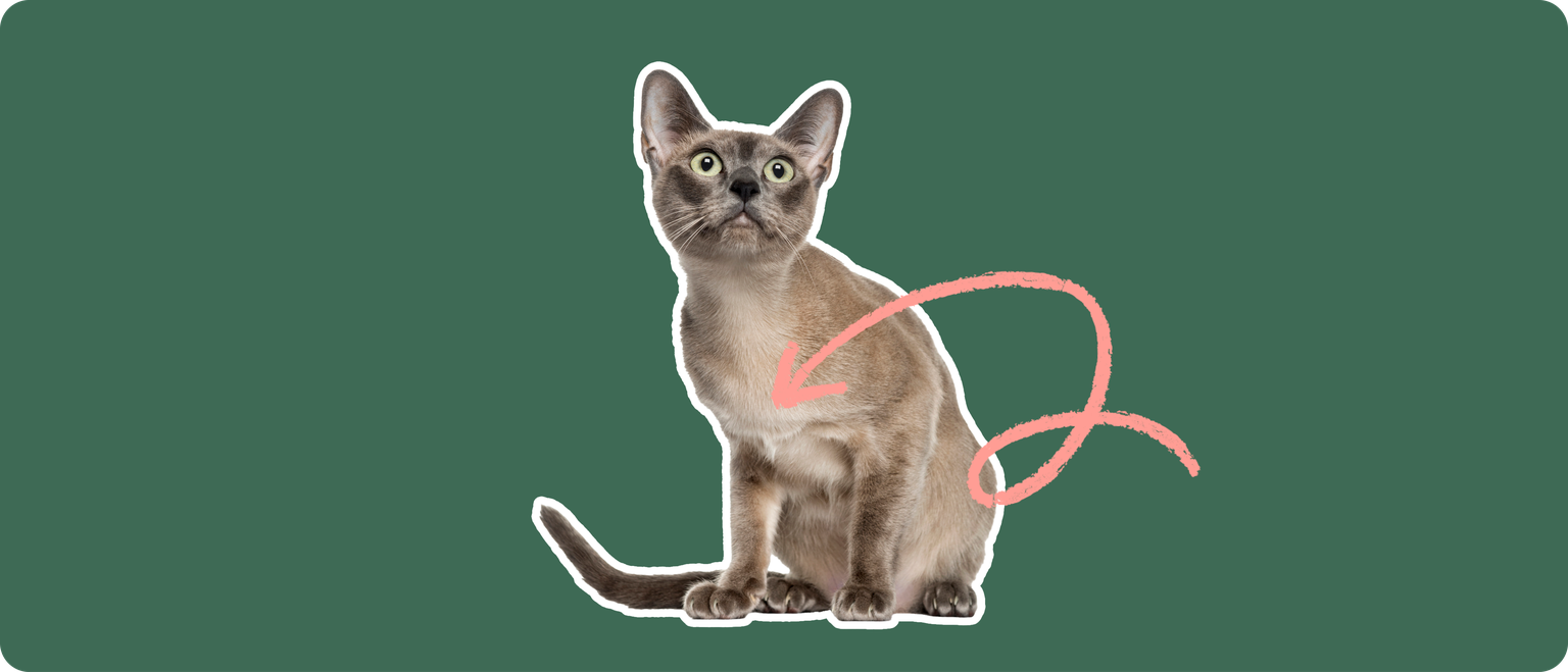 A Tonkinese cat cut out with a white outline, with a pink arrow pointing to it's chest, on a solid green background