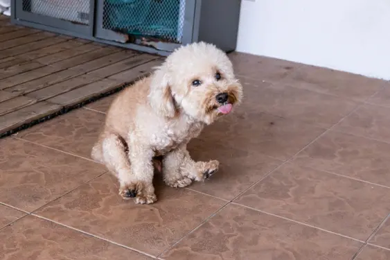 A small, brown dog scoots indoors on a tiled floor