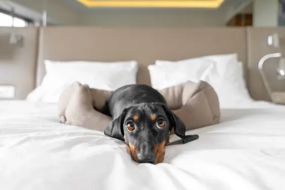 Cute dachshund pet lies in dog bed at dog-friendly hotel looking at camera.