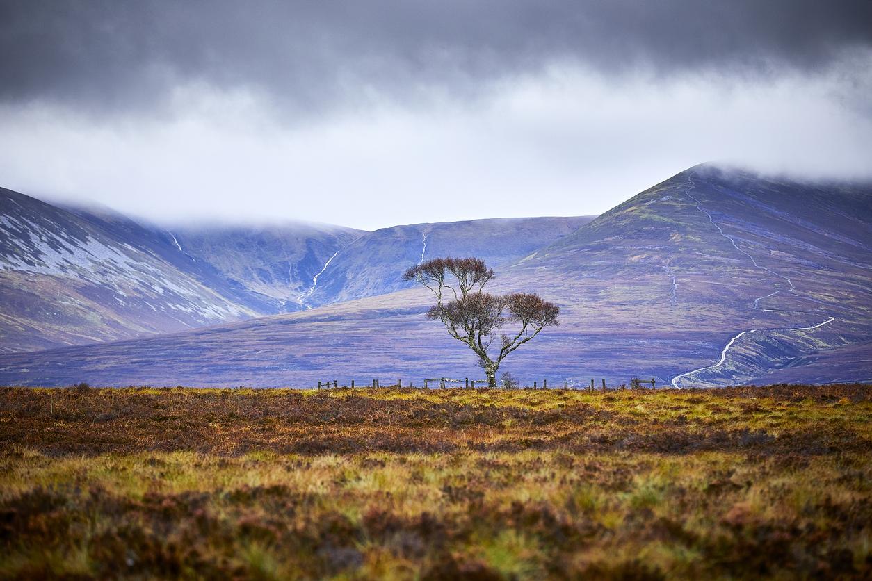 Image of a single tree with a mountain in the background on an overcast day in The Cairngorms, Scotland