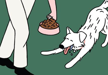 Person feeding a dog