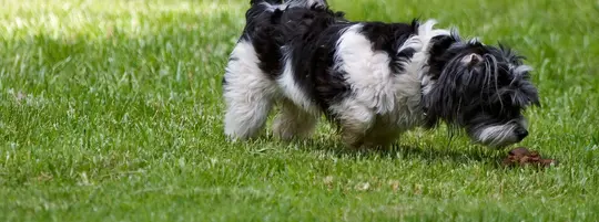 Dog sniffing poo
