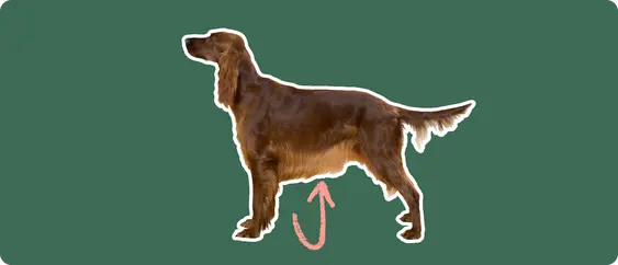 The sideview of an Irish setter dog standing, cut out with a white outline, with a pink arrow pointing to it's stomach, on a solid green background