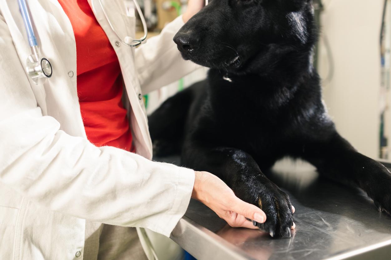 vet wearing red shirt and white coat examines black dog's paw atop an operating table.