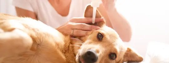 Dog getting ear clean