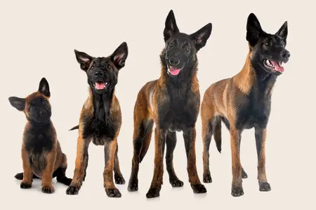 Four mixed breed dogs standing next to each other in order of age: From puppy to adult