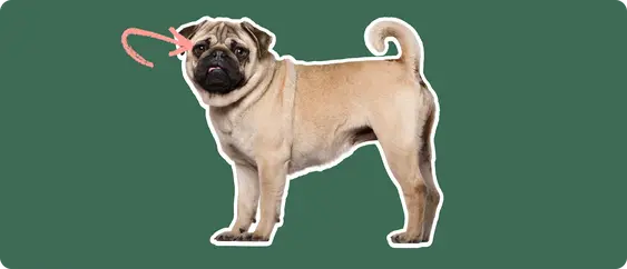 Pug