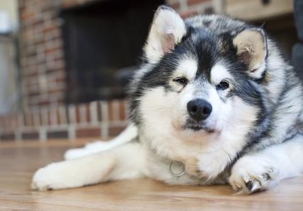 Alaskan Klee Kai dog is sitting on a wood floor in front of a fireplace. This dog has Cushing's disease and one of the side effects is extreme thirst and panting. The red on his coat is from excess hormone secretions that are also caused by the disease