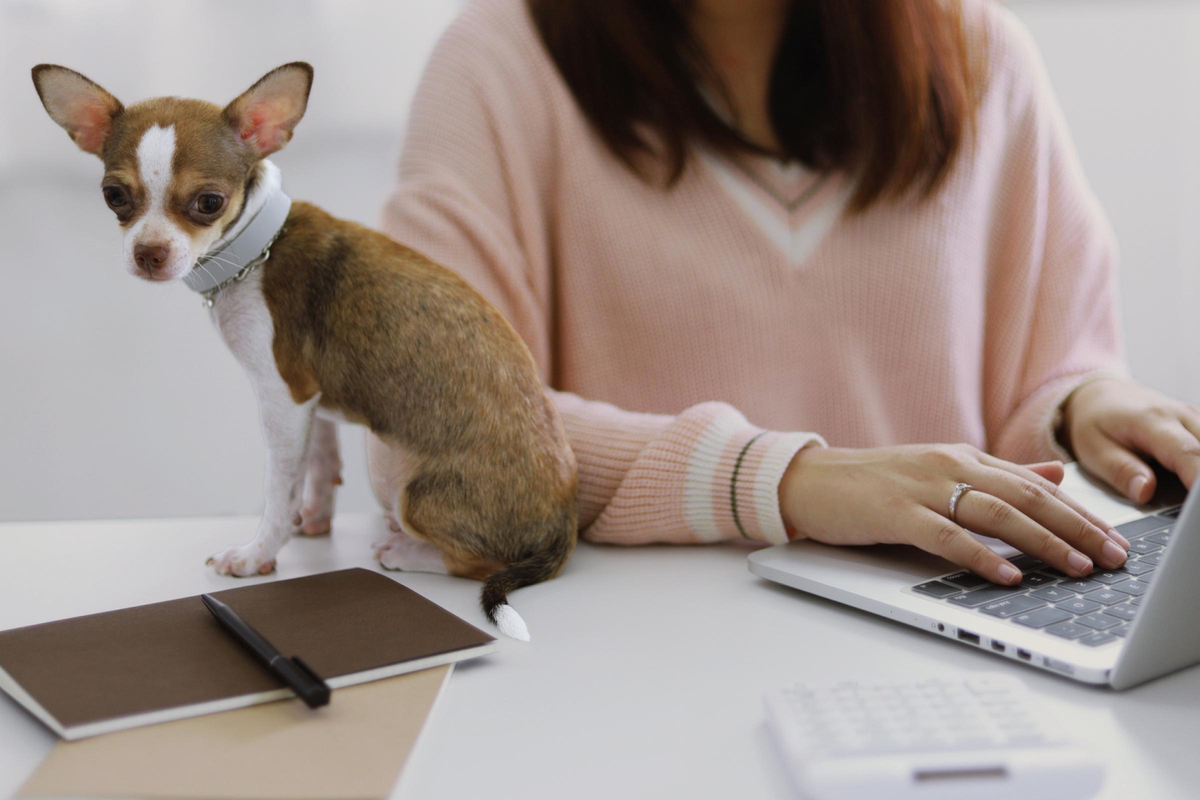 A dog sits next to somebody working at a laptop
