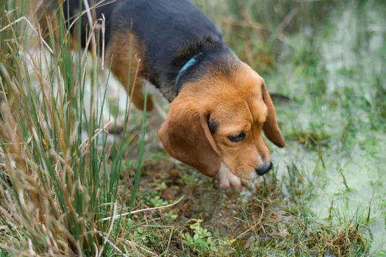 beagle dog sniffing water on grass