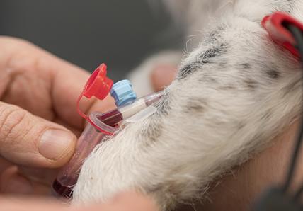Dog blood donor