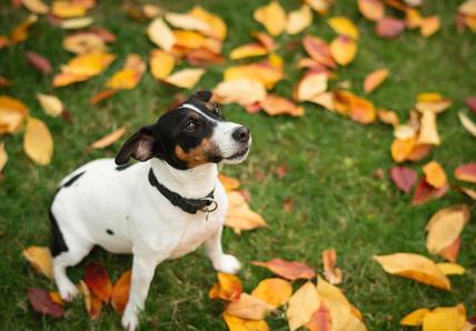 Jack Russell sat down looking at the camera surrounded by multi-coloured autumnal leaves