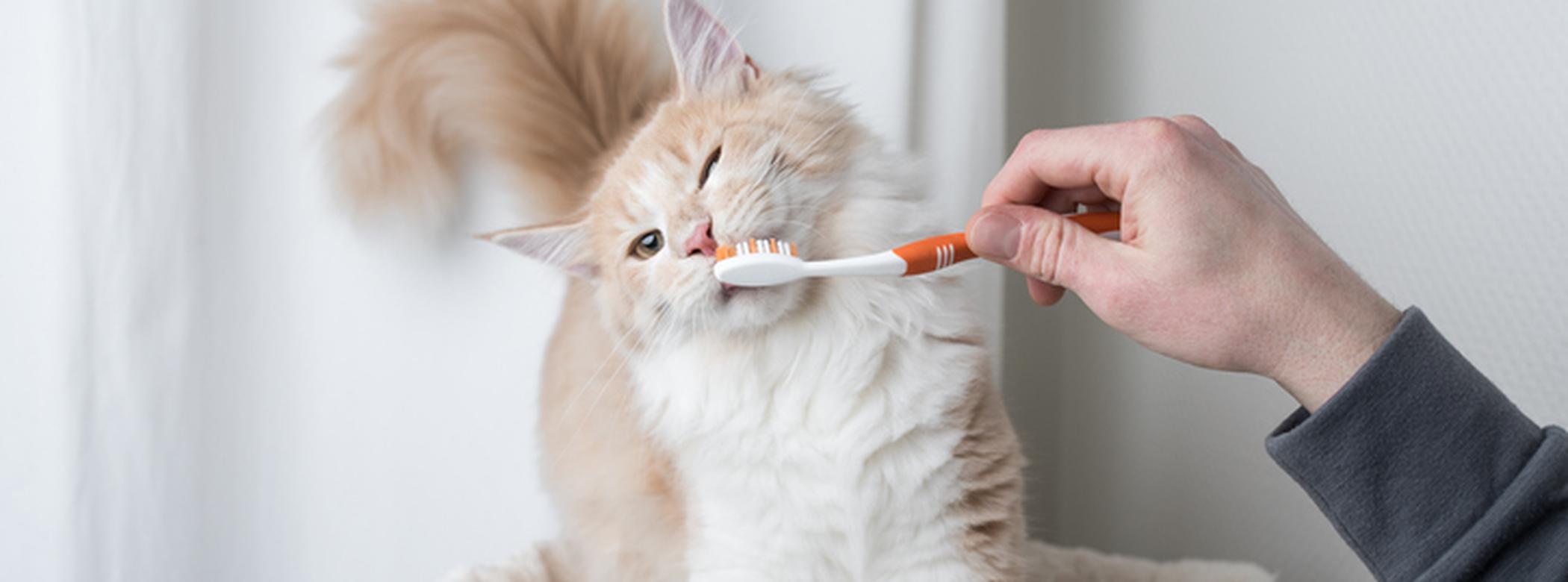 Cat and toothbrush