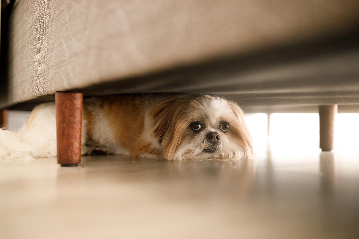 anxious shih tzu hiding under a gray couch