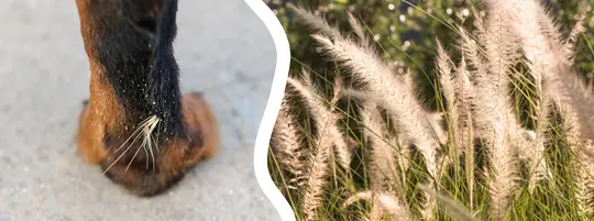 Close-up of a dog's leg with a foxtail grass seed stuck in its fur, next to an image of foxtail grass in the wild.