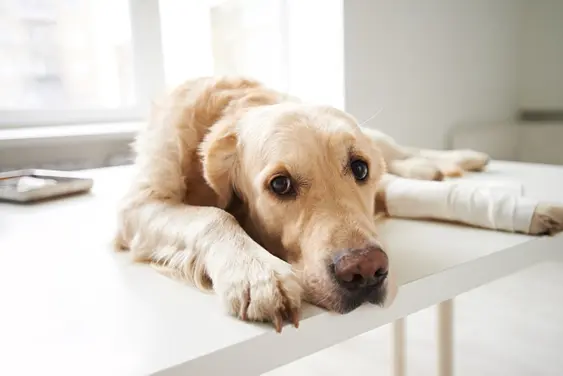 sad injured labrador retriever lying on vet's office table with leg in splint