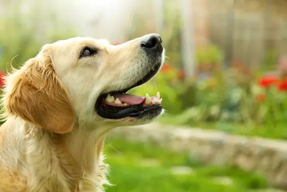 A Golden Retriever