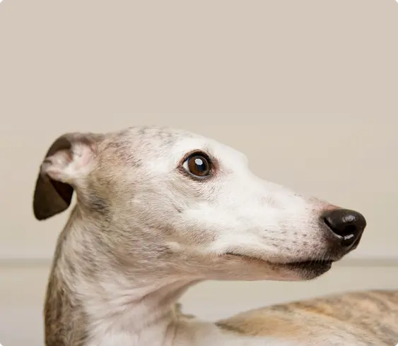 Whippet