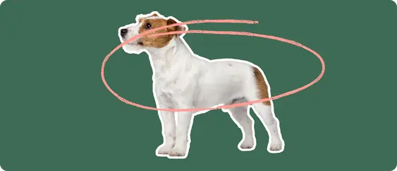 Jack Russell Terrier with a pink circle drawn around its body