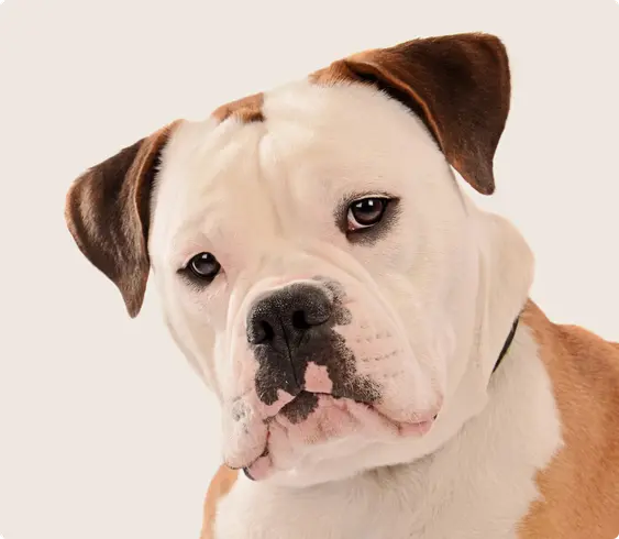 Old English Bulldoge looking into the camera on a beige background