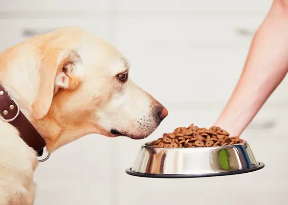 A person holds a stainless steel bowl full of dog food up to a yellow lab wearing a brown leather collar. The background is light and blurred.