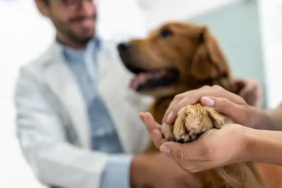 Image of a vet looking at a dog's paw