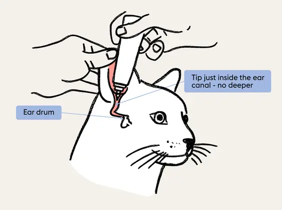 Cat ear cleaning