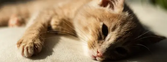 Cat laying on a cushion