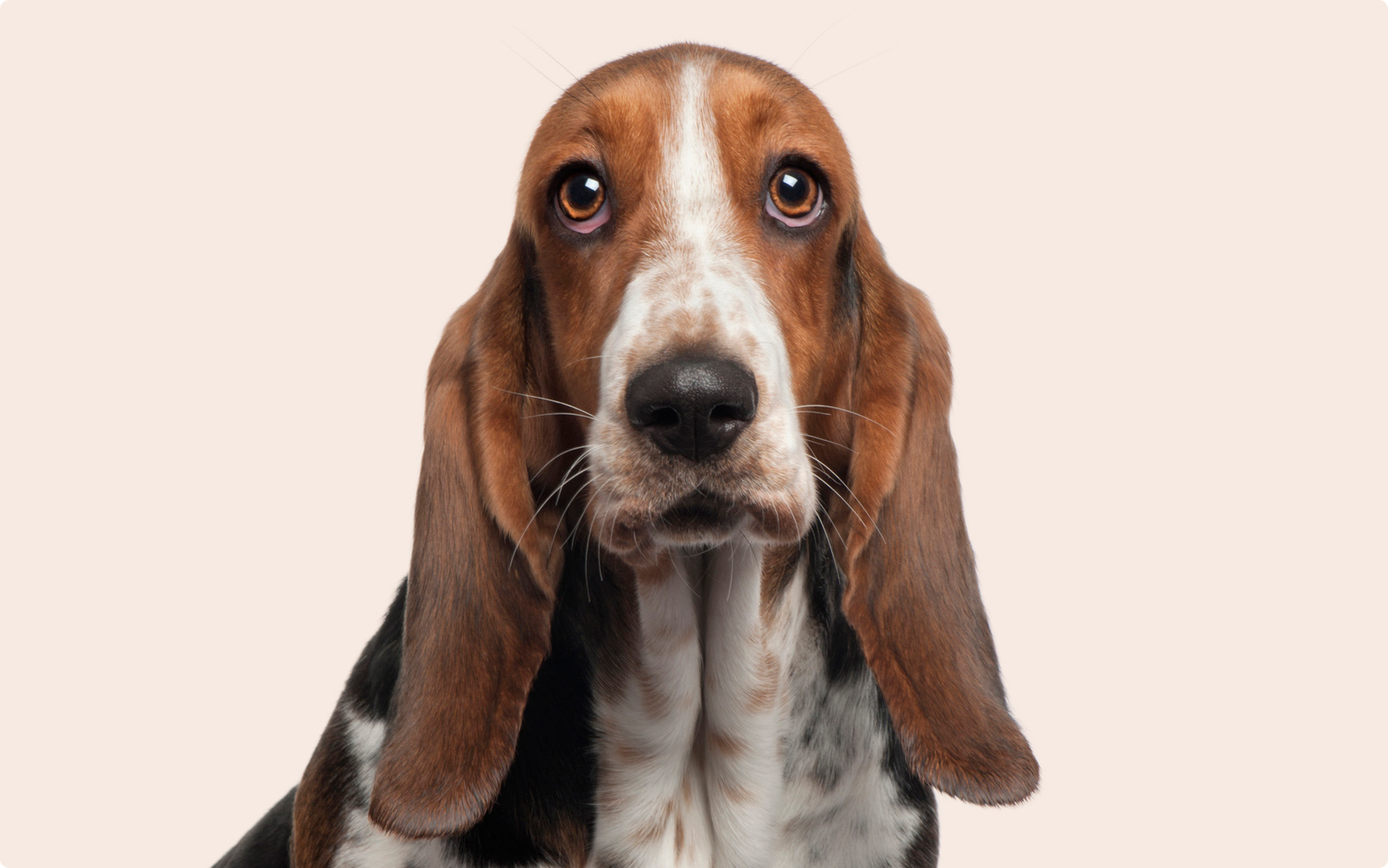 A close up of a Basset hound dog's face on a light pink-beige background