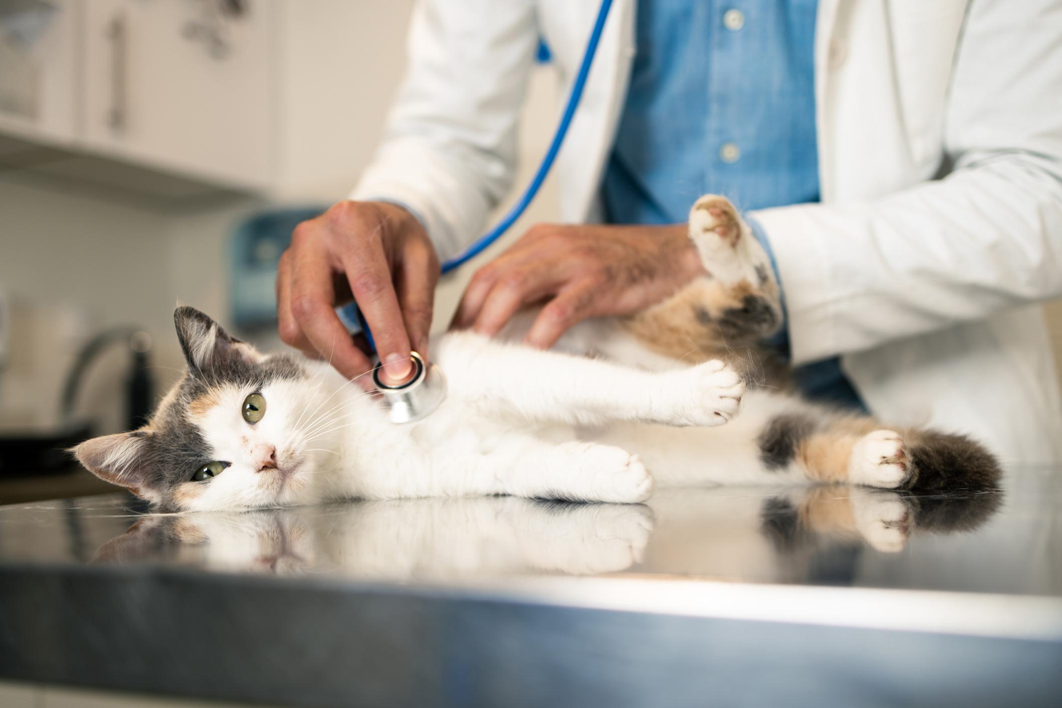 A cat lays down on a metal table and looks into the camera as a male vet checks their pulse with a stethoscope