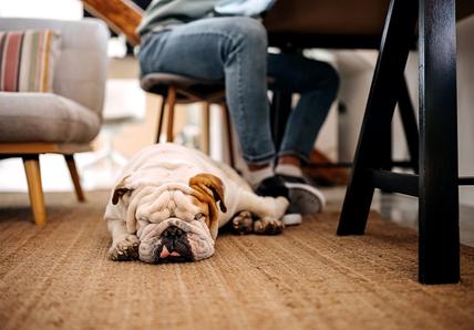 A Bulldog lying on the floor asleep