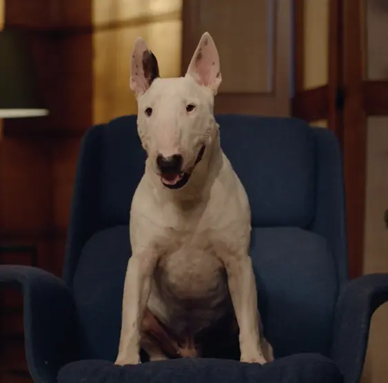 BullTerrierSnoopy