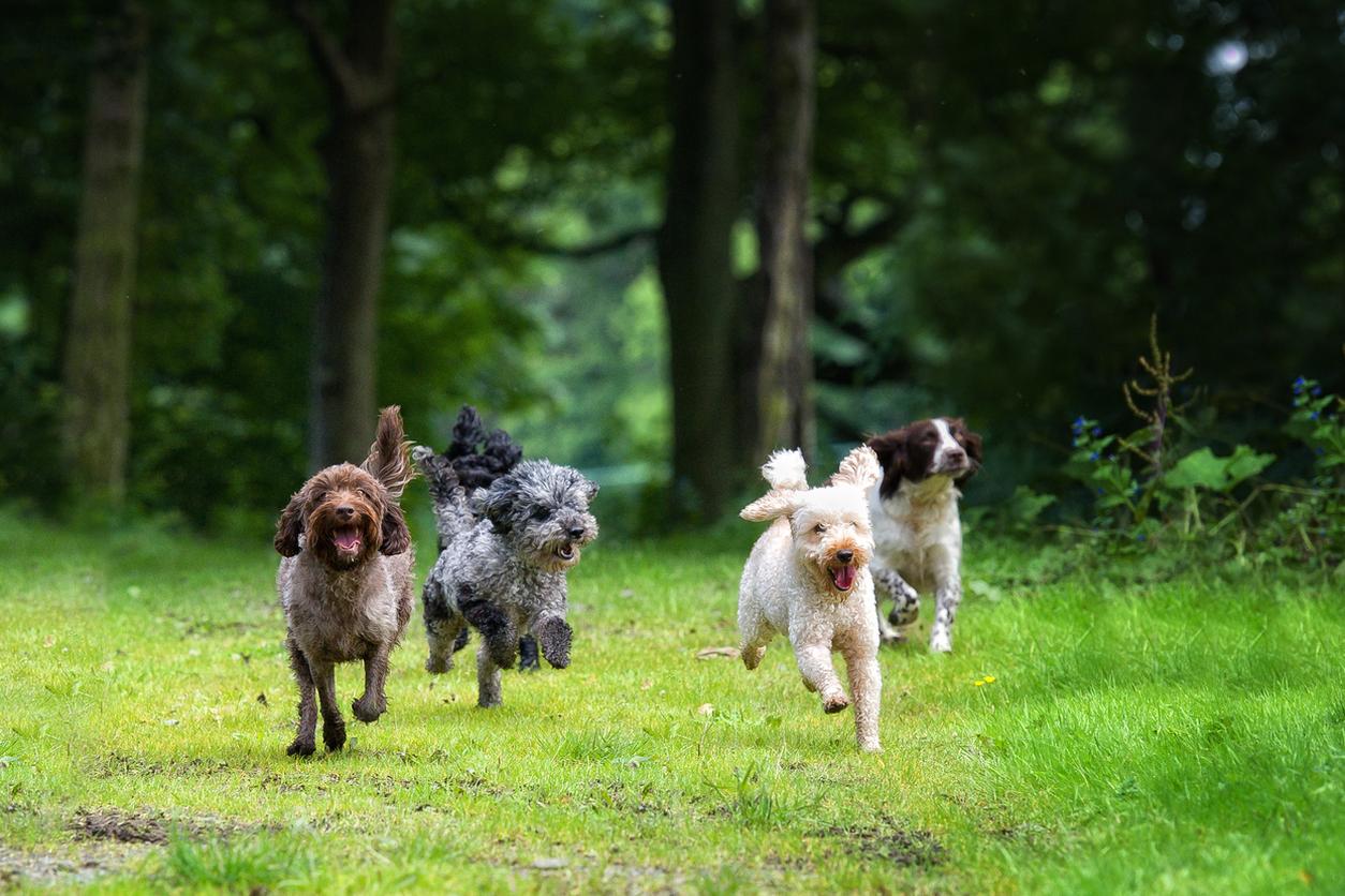Image of four dogs running in the woods