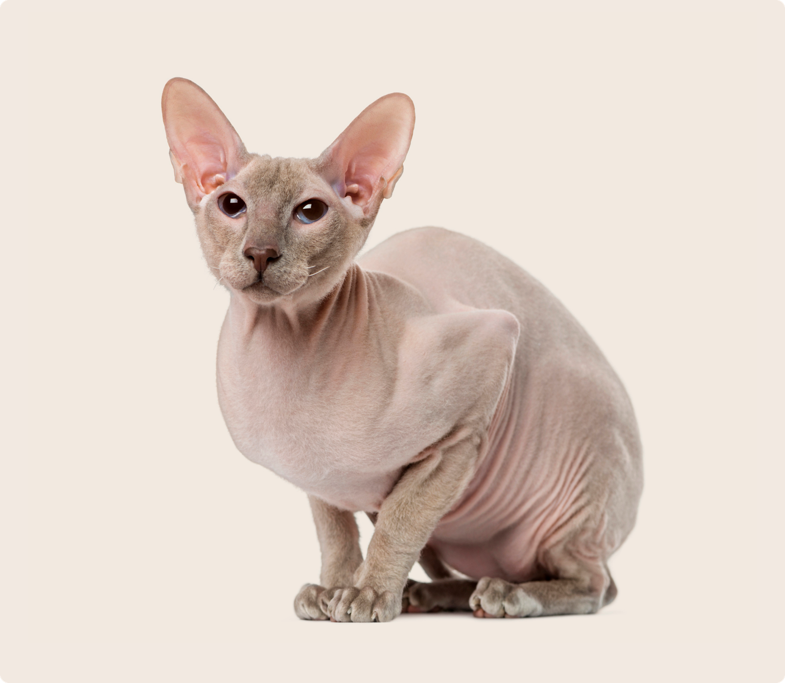 A Peterbald cat, crouching down on a beige background