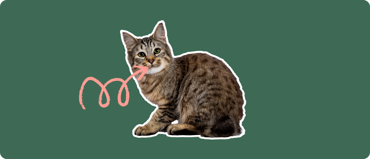 A pixie-bob cat cut out with a white outline, with a pink arrow pointing to it's mouth, on a solid green background