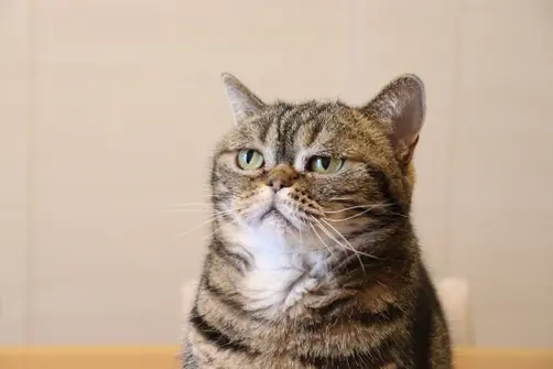 A cat stares off slightly to the side with a humorous, tired expression