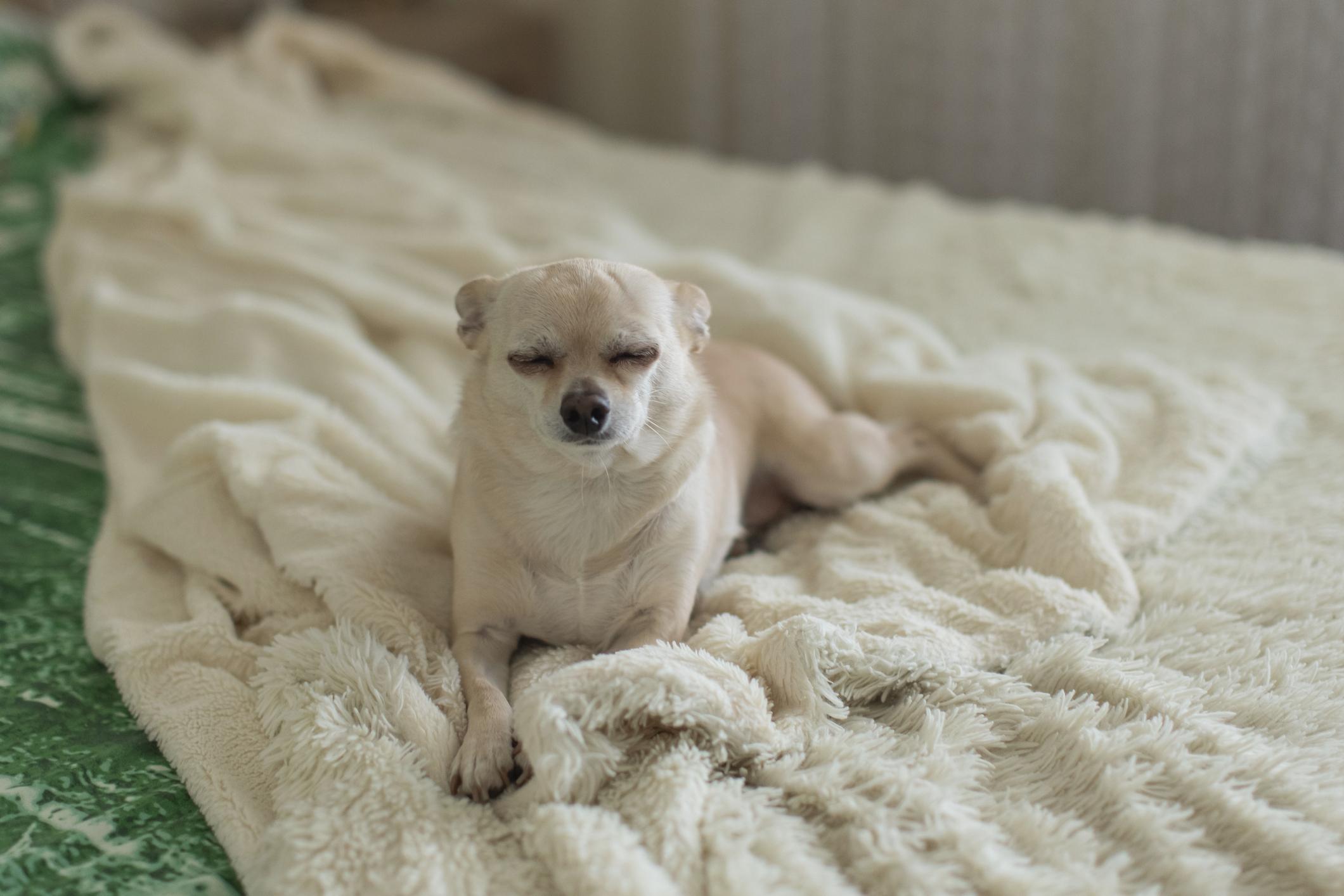 A white Chihuahua dozes on a white blanket on a bed