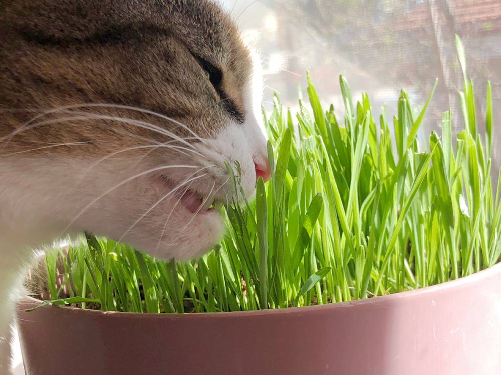 Image of a cat eating grass