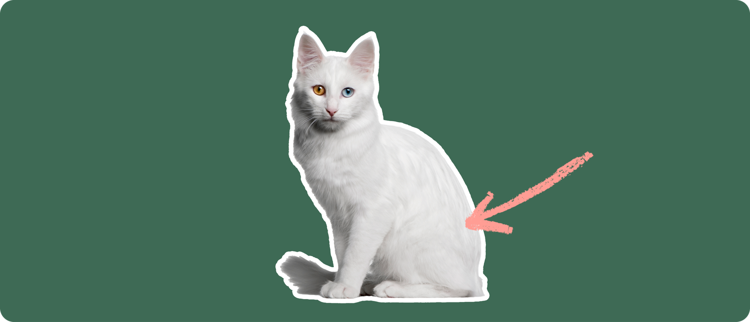 A white Turkish Angora cat with one brown eye and one blue eye, cut out with a white outline, with a pink arrow pointing to it's back, on a solid green background