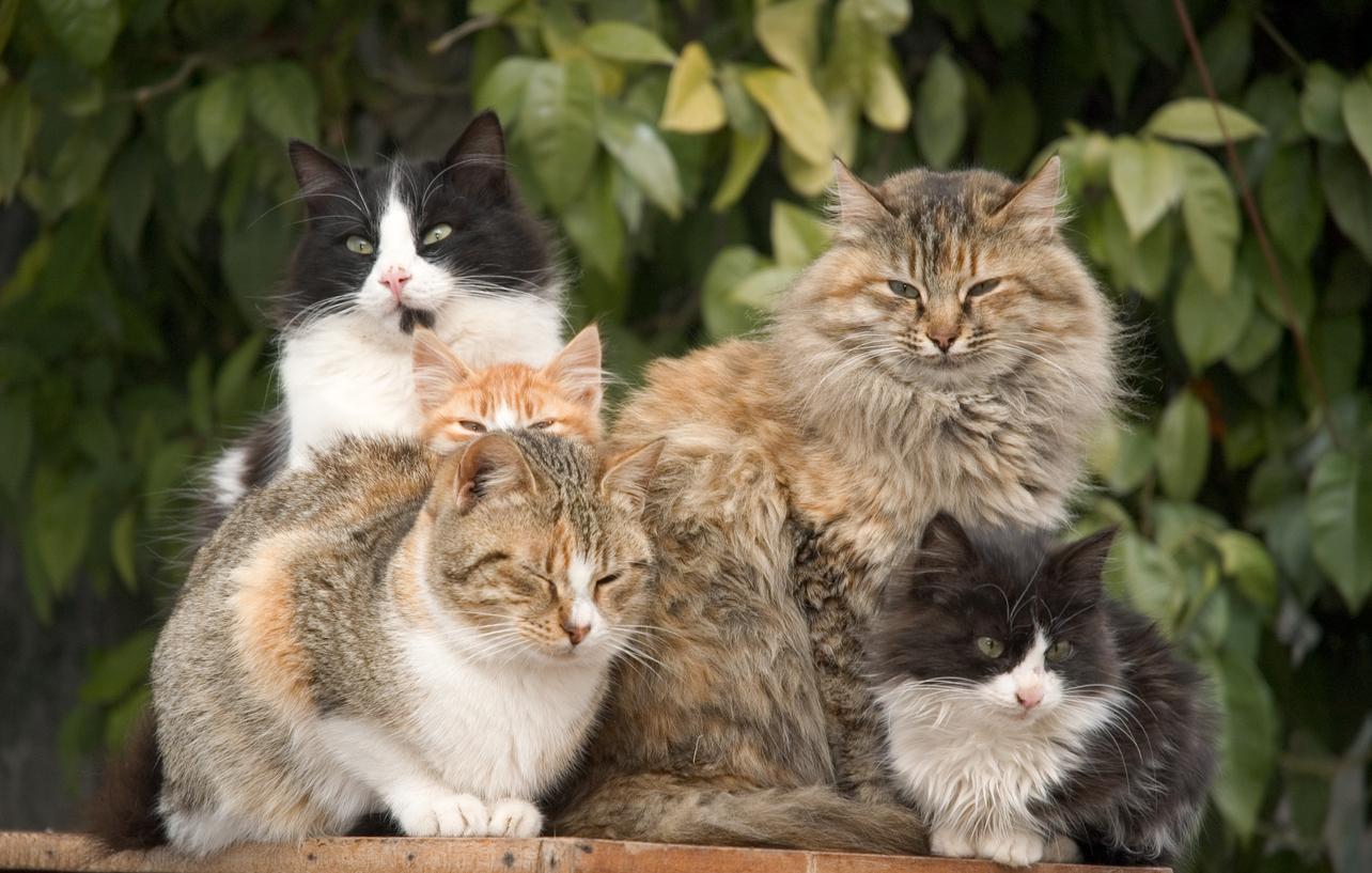 Five cats sitting together