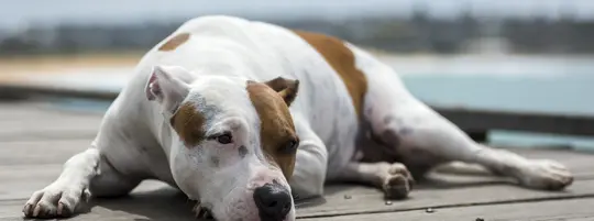 A white and brown dog laying down in the sun on a wooden dock