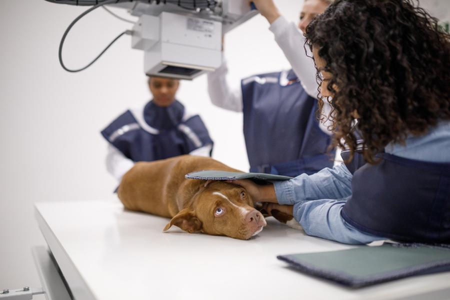 Dog getting an x ray