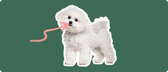 A fluffy white Bichon Frise with a pink arrow pointing to its closed mouth against a dark green background, indicating dental disorders.