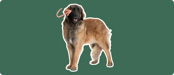 Leonberger dog with a pink arrow drawn to its eye
