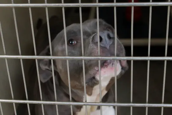 A caged dog